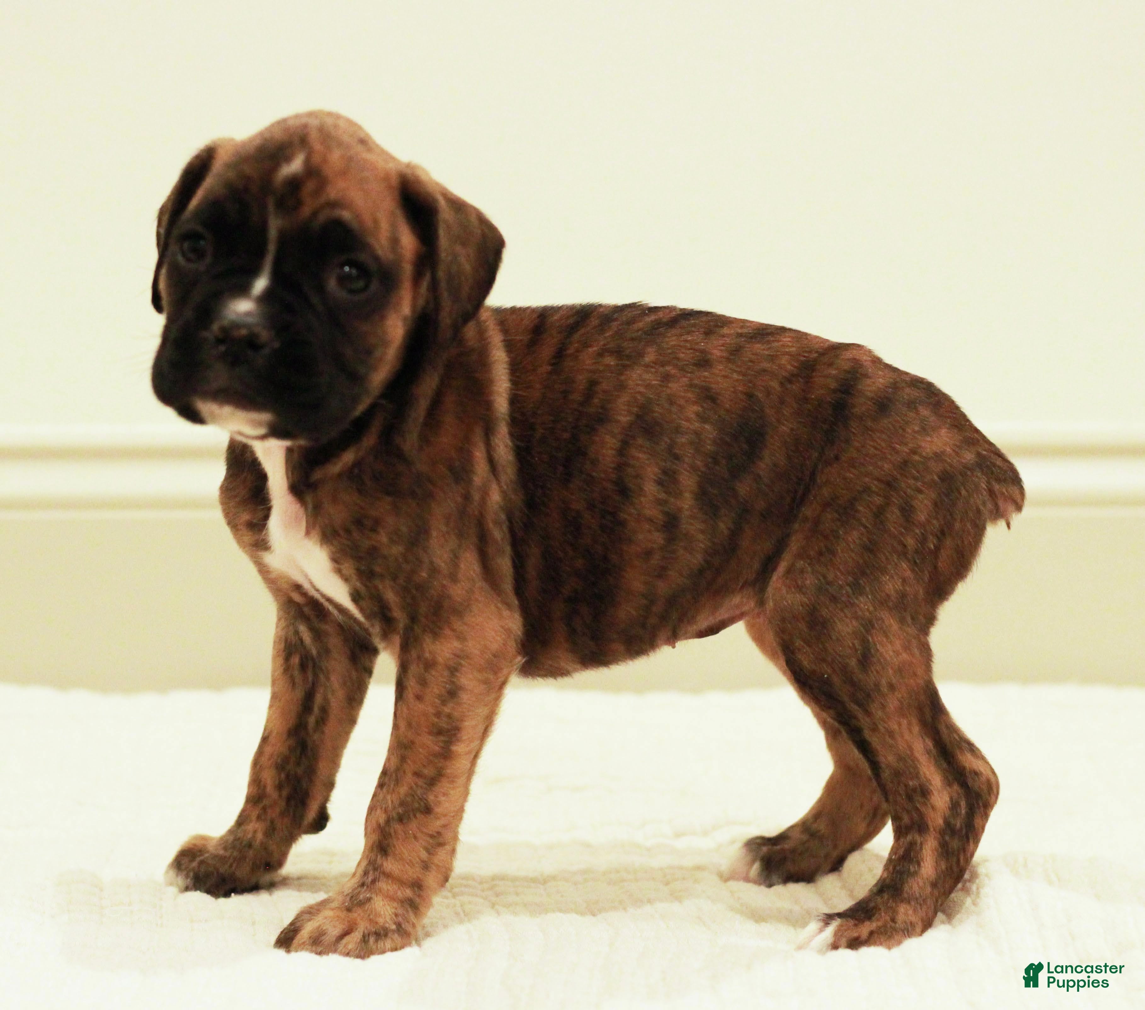 Boxer dogs Bella - Ad 33