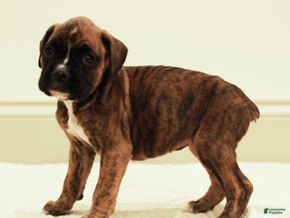 Boxer dogs Bella - Ad 33