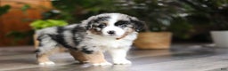 Miniature Australian Shepherd dogs for sale: Hershey - Ad 3