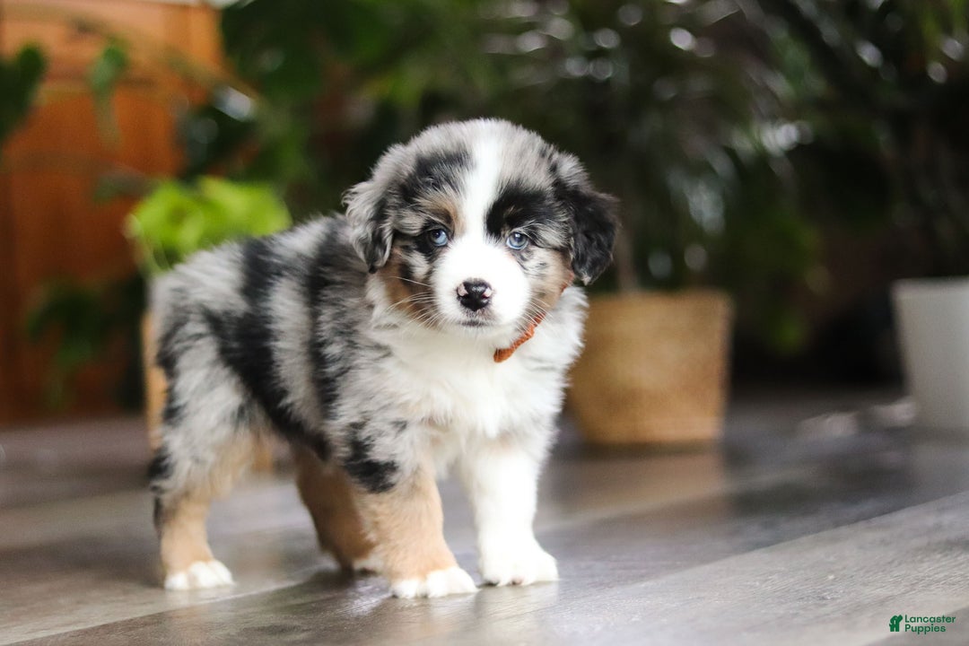 Miniature Australian Shepherd dogs for sale: Hershey - Ad 3