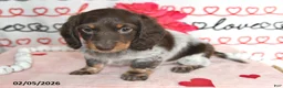 Miniature Dachshund dogs for sale: Melody - Ad 2