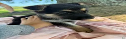 German Shepherd dogs for sale: Teller - Ad 1