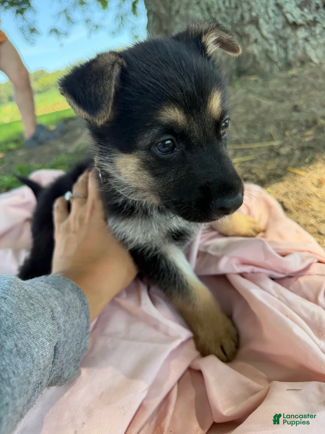 German Shepherd dogs for sale: Teller - Ad 1