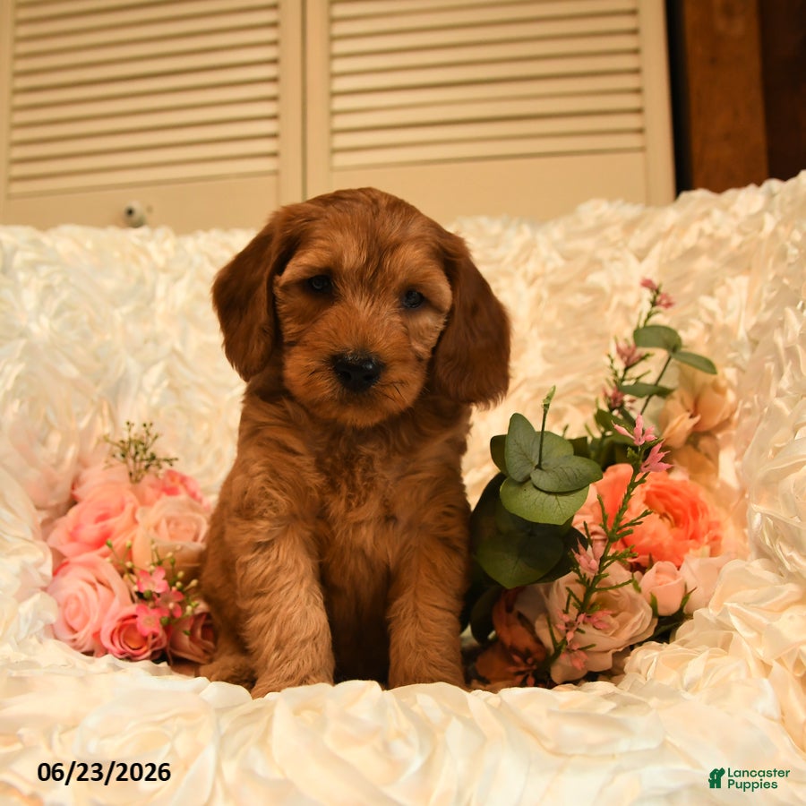 Mini Goldendoodle dogs Griffin - Ad 1