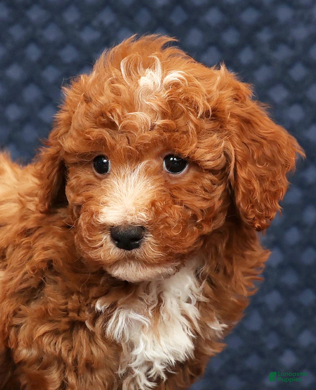 Bichpoo dogs for sale: Eric - Ad 9