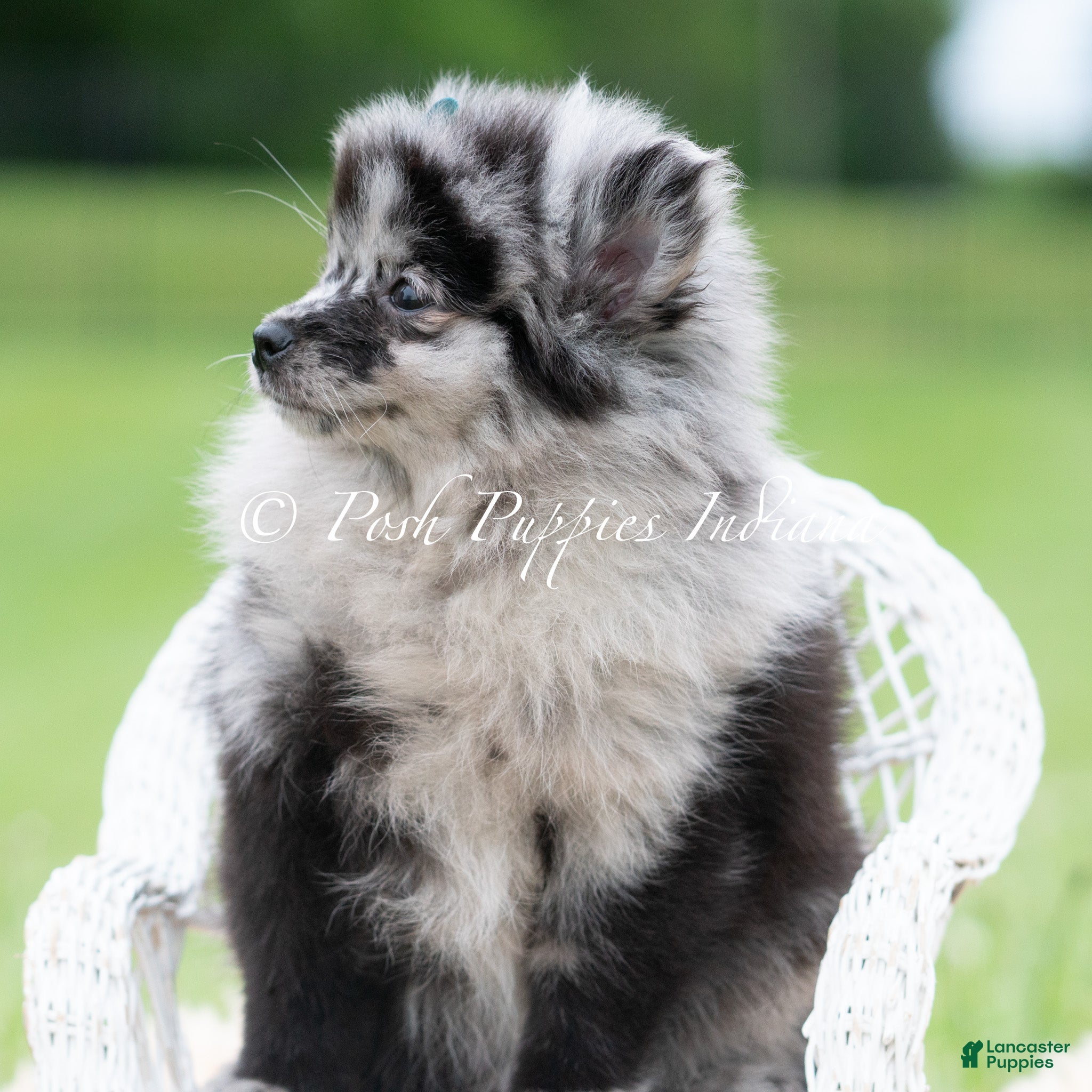 Pomeranian dogs for sale: Crockett AKC - Ad 4