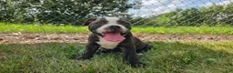 Olde English Bulldogge dogs for sale: Henry - Ad 4