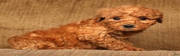 Mini Goldendoodle dogs for sale: Lori - Ad 6