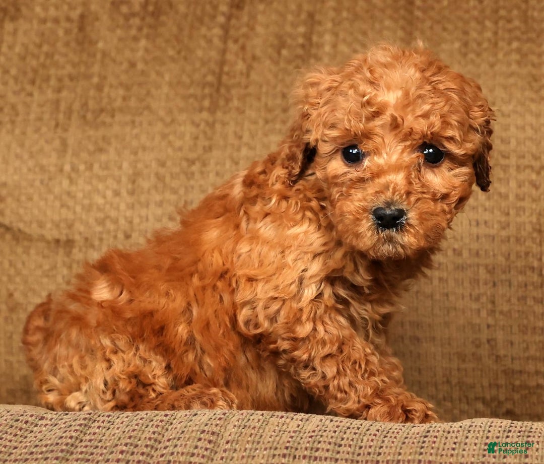 Mini Goldendoodle dogs for sale: Lori - Ad 6