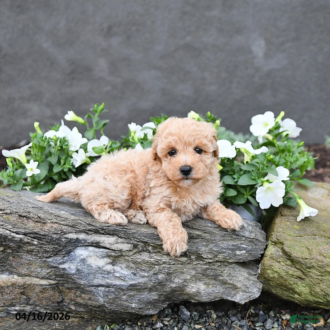 Cavapoo dogs for sale: Tarra  - Ad 5