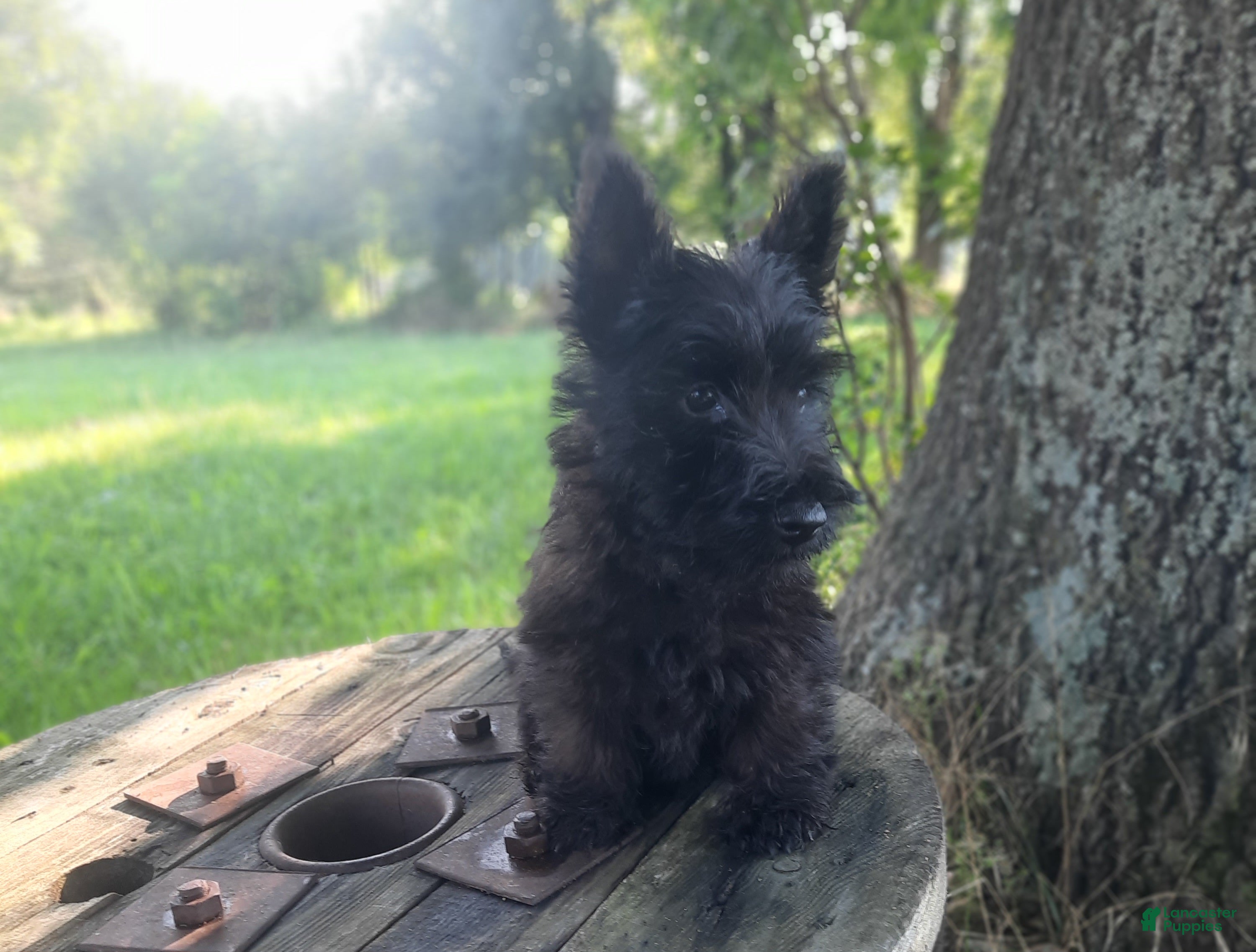 Scottish Terrier dogs Scottish Terrier 2 - Ad 2
