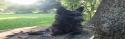 Scottish Terrier dogs for sale: Scottish Terrier 2 - Ad 2