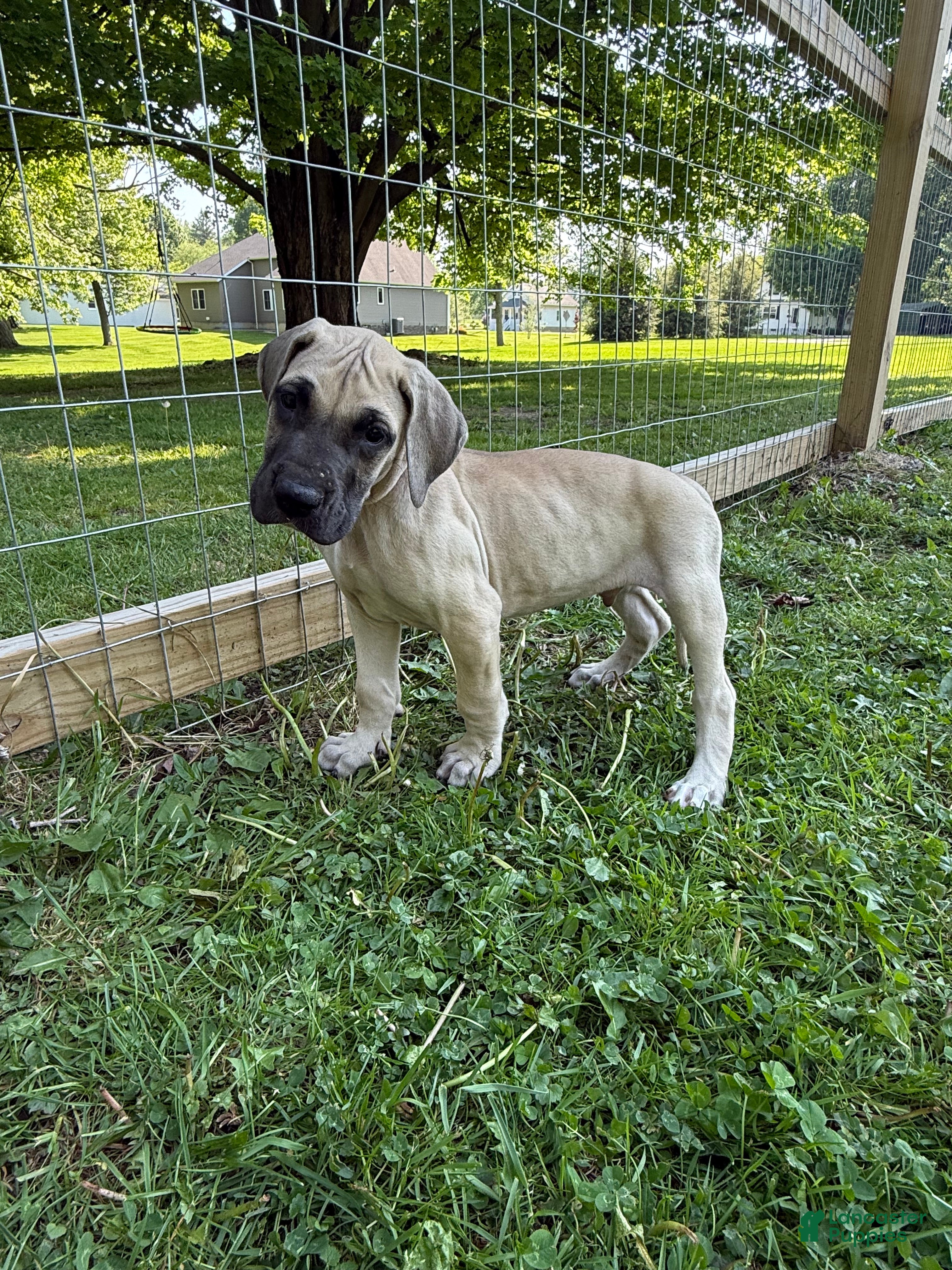 Great Dane dogs Rigatoni (Brown) - Ad 35