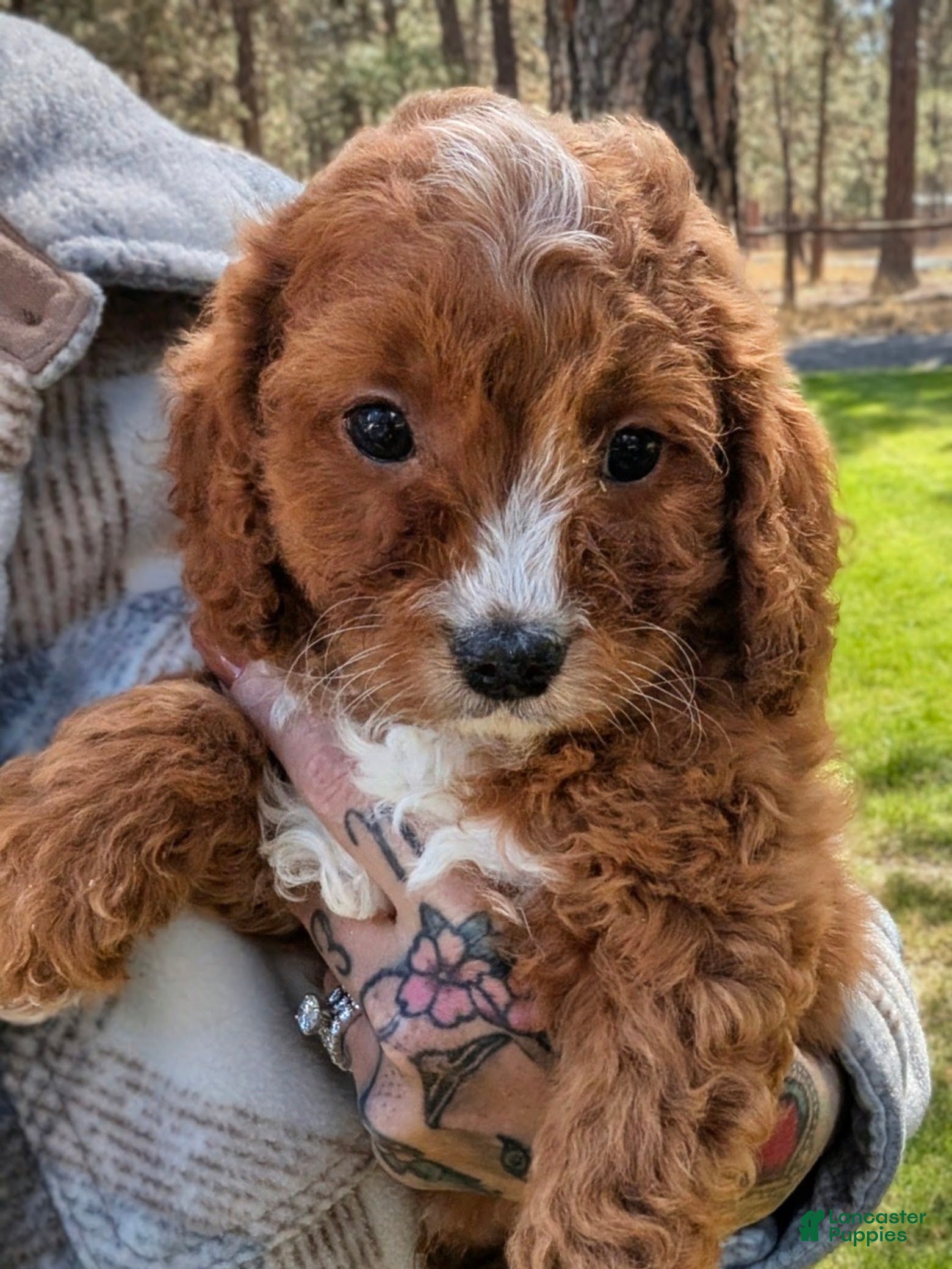 Cavapoo dogs Pondo (male Cavapoo) - Ad 2