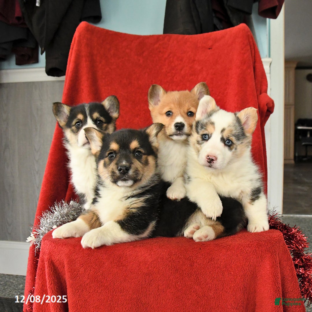 Welsh Corgi Pembroke dogs for sale: Jethro - Ad 5