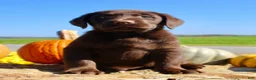 Labrador Retriever dogs for sale: Zeus  - Ad 4