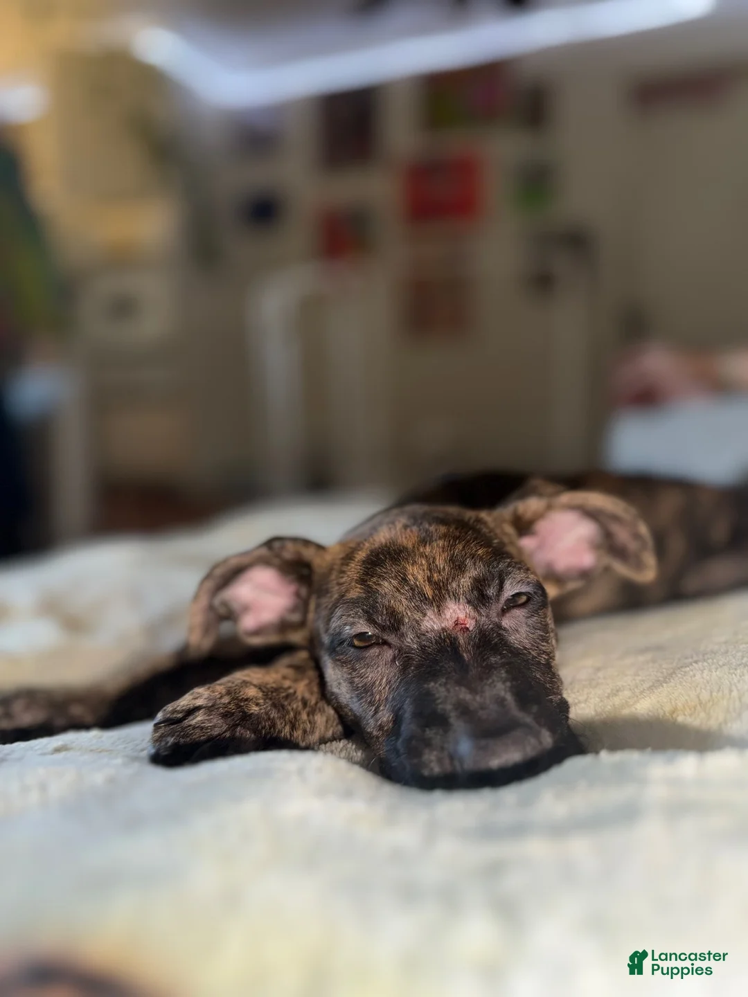 Cane Corso dogs for sale: Cane Corso 1 - Ad 2