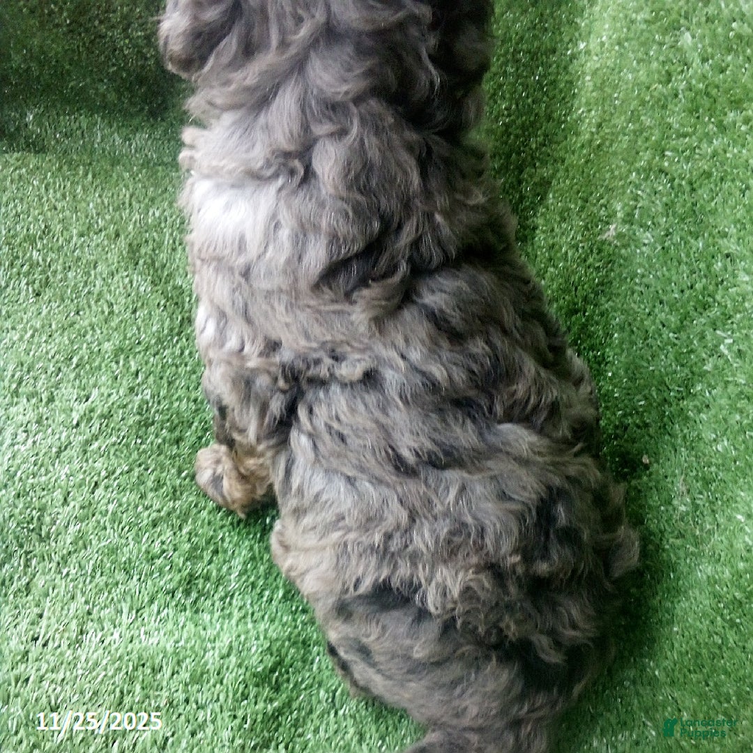 Goldendoodle dogs for sale: Lucky - Merle - Ad 5