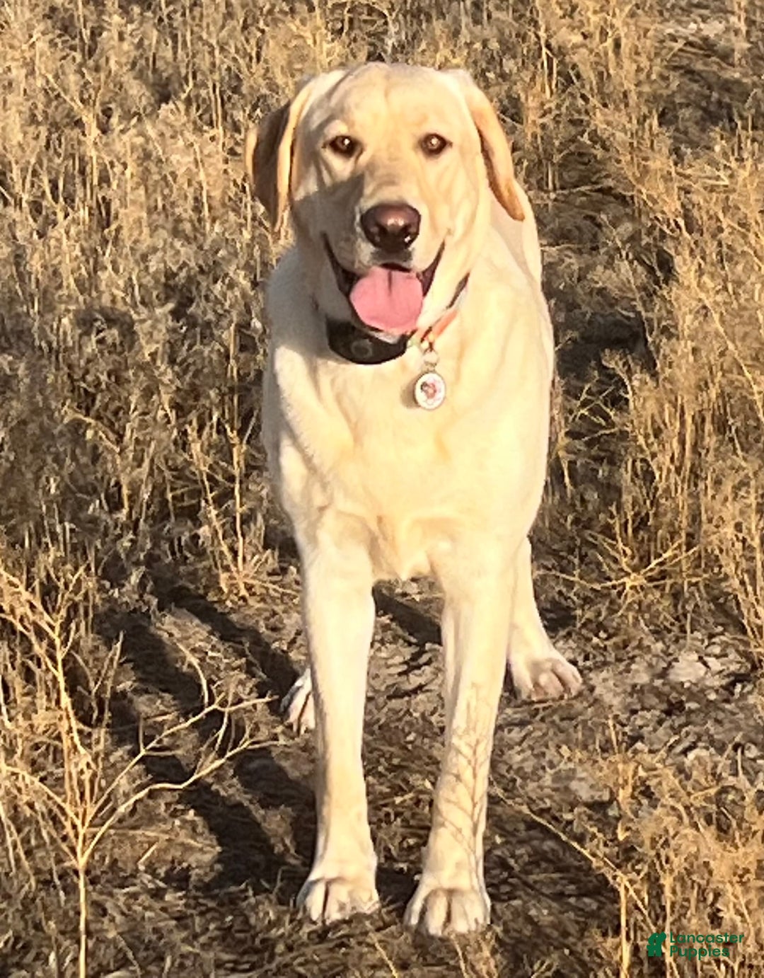 Gallery Image {{count}}