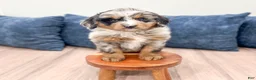 Mini Bernedoodle dogs for sale: Heather - Ad 2