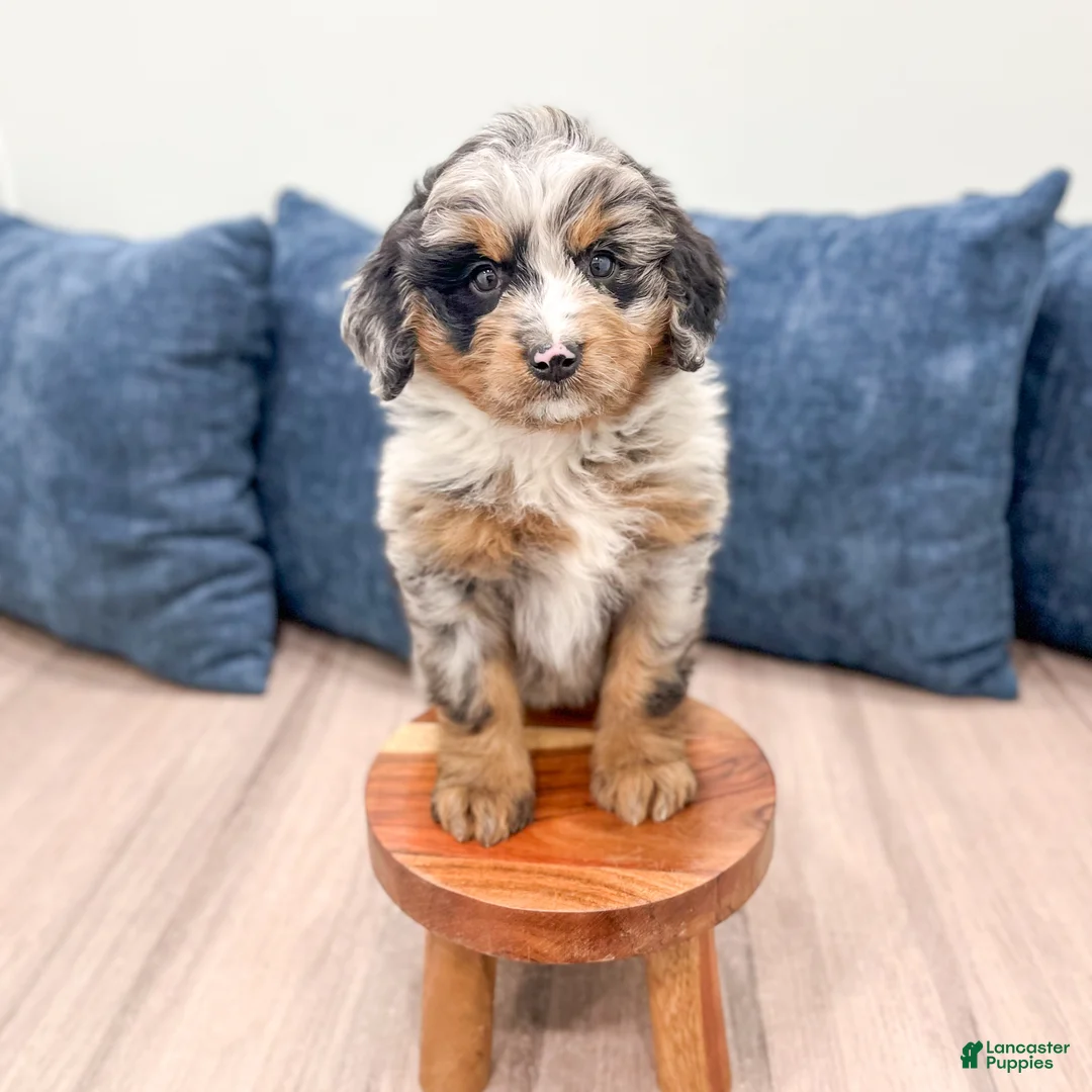 Mini Bernedoodle dogs for sale: Heather - Ad 2