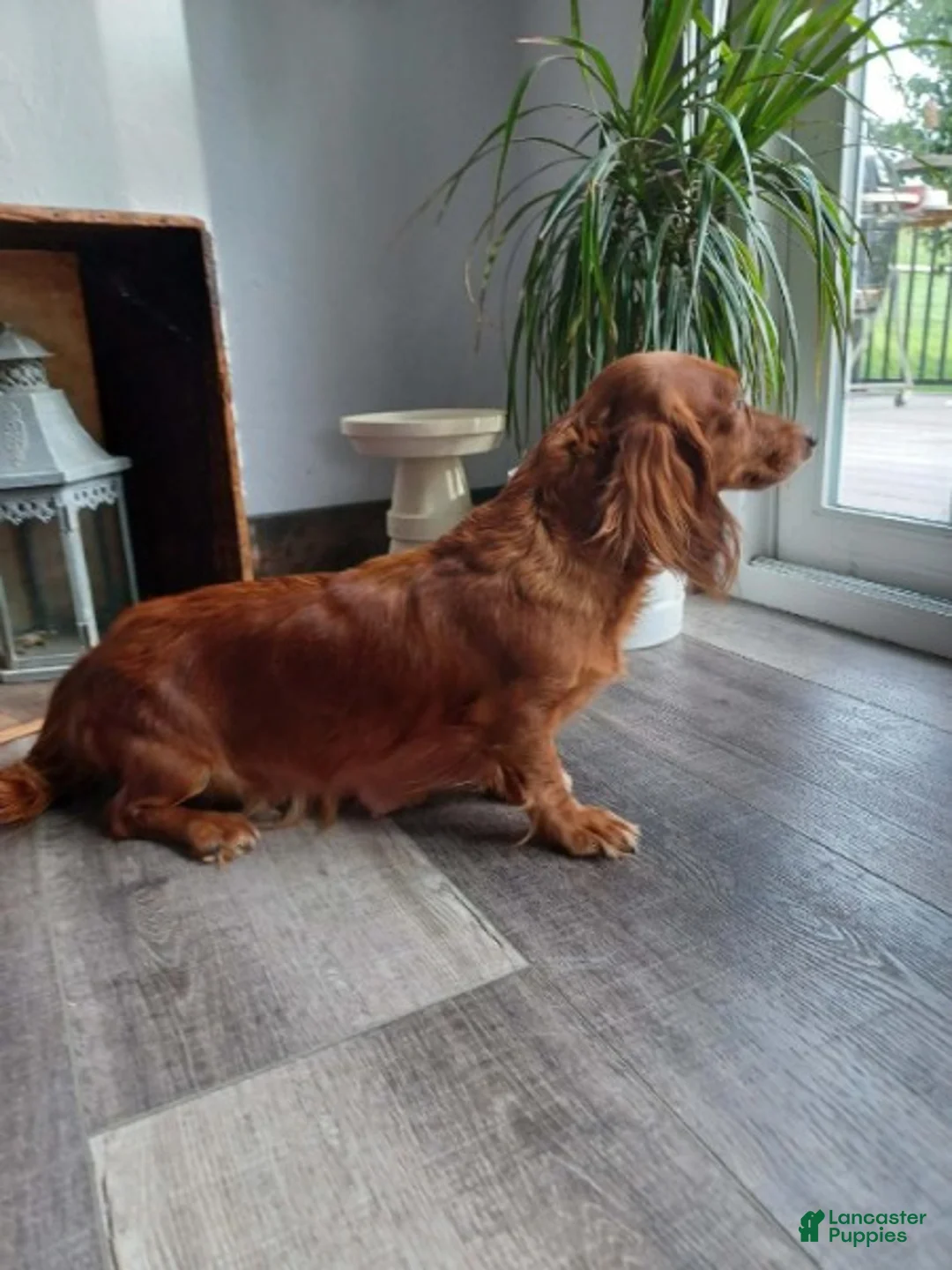 Miniature Dachshund dogs for sale: Harvest - Ad 7