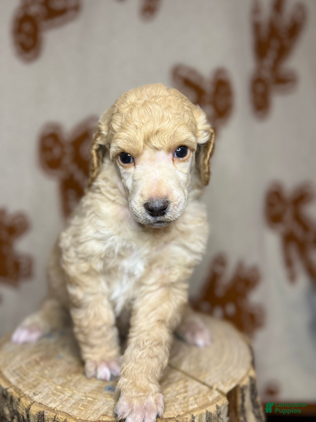 Standard Poodle dogs for sale: Standard Poodle Puppy 1 Richard  - Ad 2