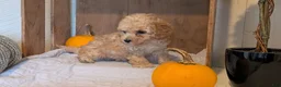 Miniature Poodle dogs for sale: Lexi - Ad 7