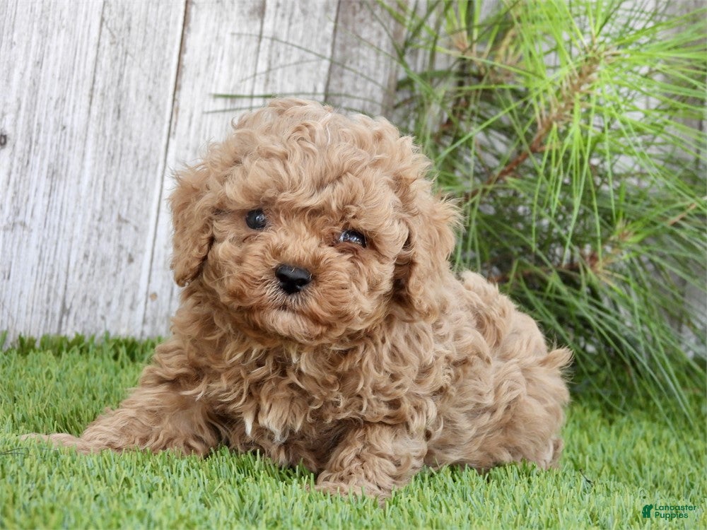 Toy Poodle dogs Toy Poodle 1 - Ad 11