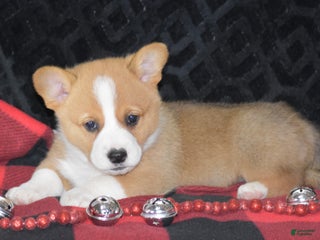 Welsh Corgi Pembroke dogs - Ad 23