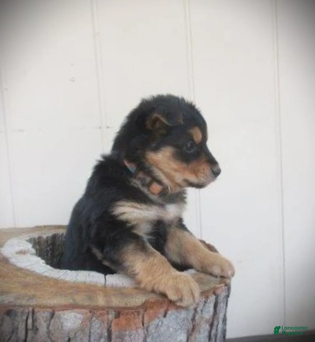 Mixed Breed dogs for sale: Aspen - Ad 3
