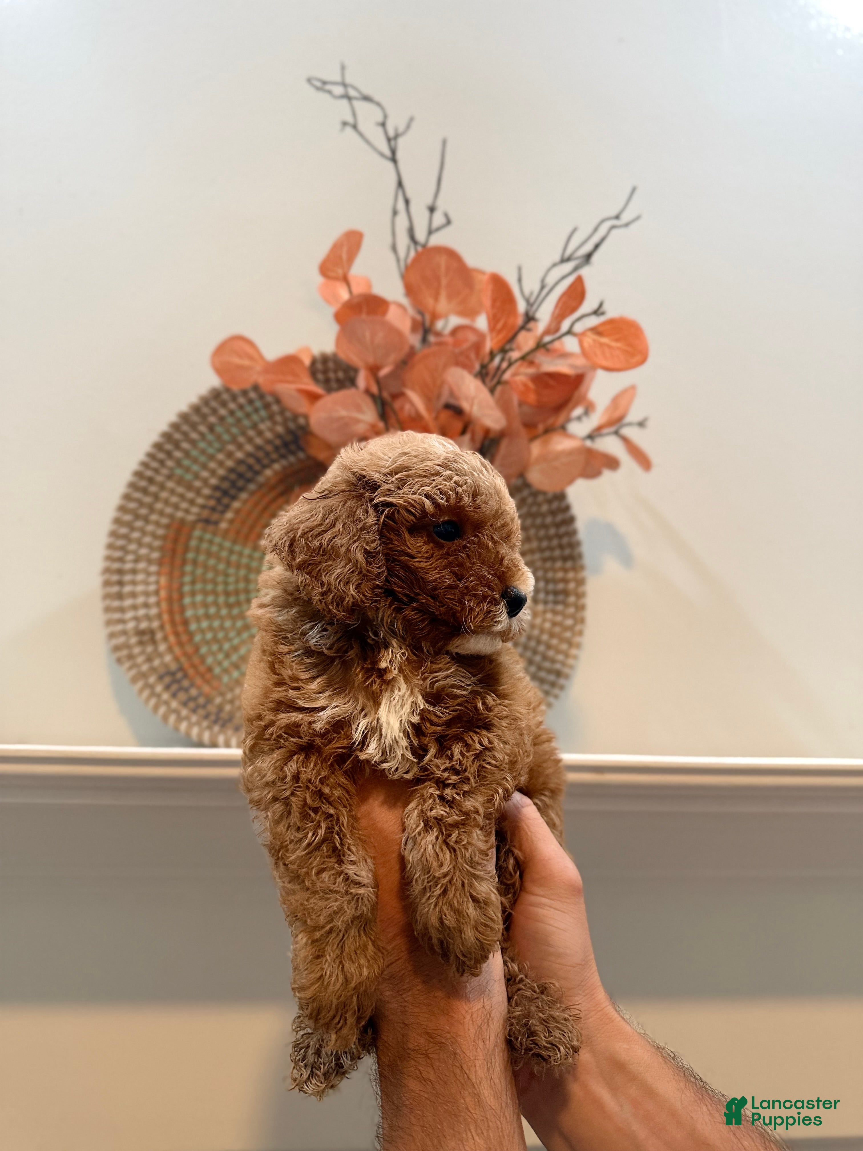 Miniature Poodle dogs Miniature Poodle Puppy 5 Stark  - Ad 2