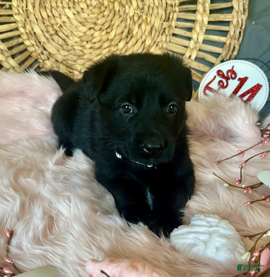 German Shepherd dogs for sale: Aster - Ad 10