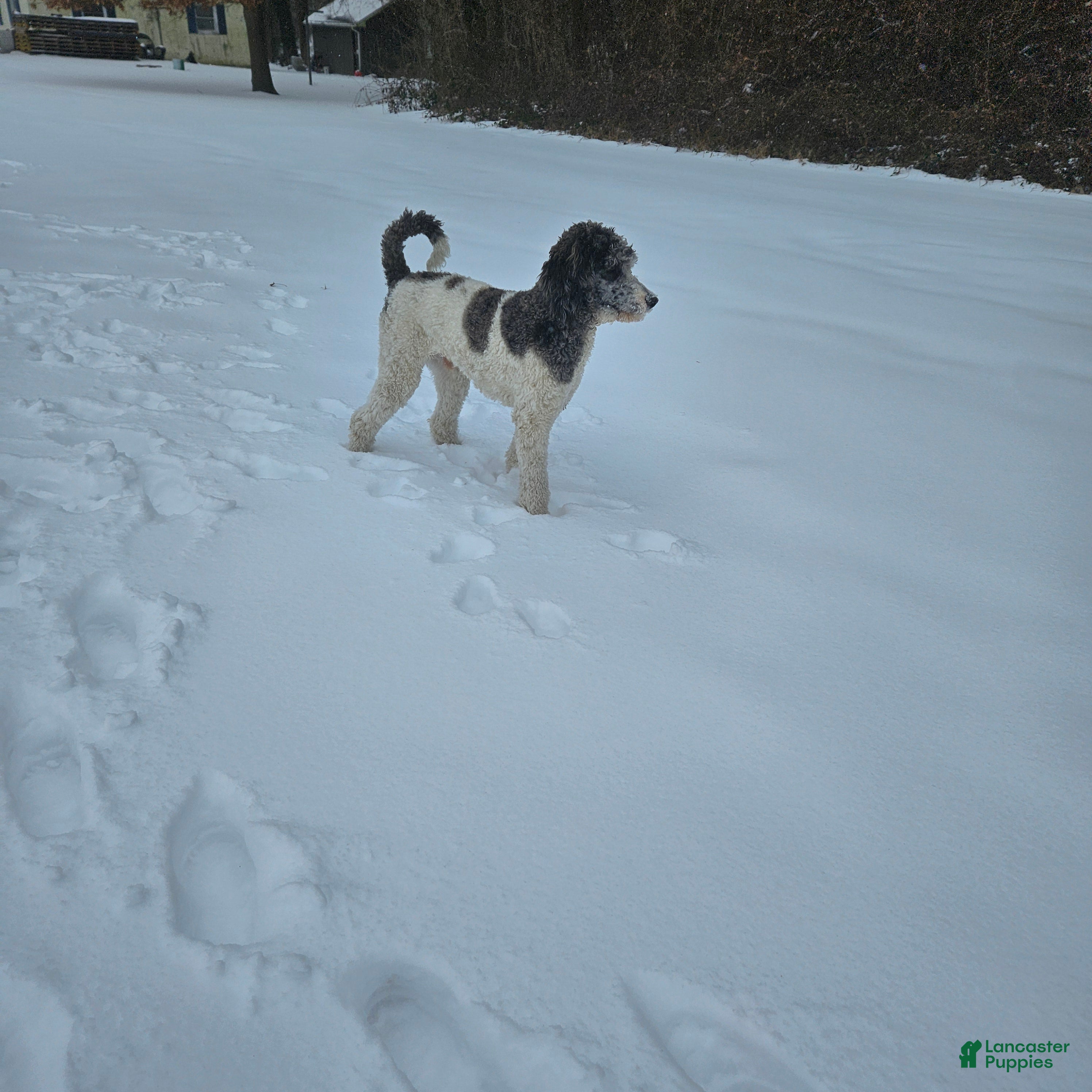 Standard Poodle dogs Leonidas  - Ad 2