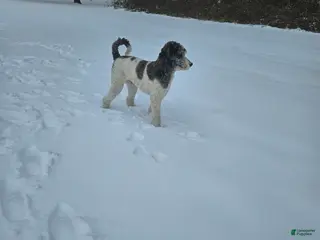 Standard Poodle dogs Leonidas - Ad 2