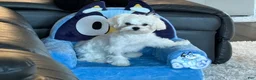 Maltese dogs for sale: Maltese Puppy 1 - Ad 2