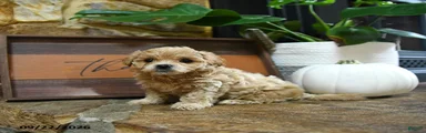 Xolo