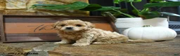 Maltipoo dogs for sale: Xolo - Ad 1