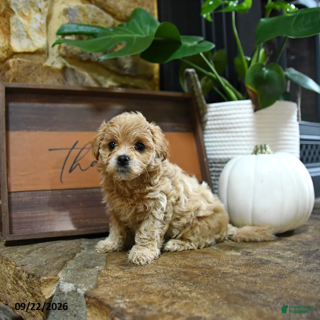 Maltipoo dogs for sale: Xolo - Ad 1