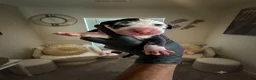 Great Dane dogs for sale: Rhythm and Soul’s Soulful Melody of Leon Thomas - Ad 4