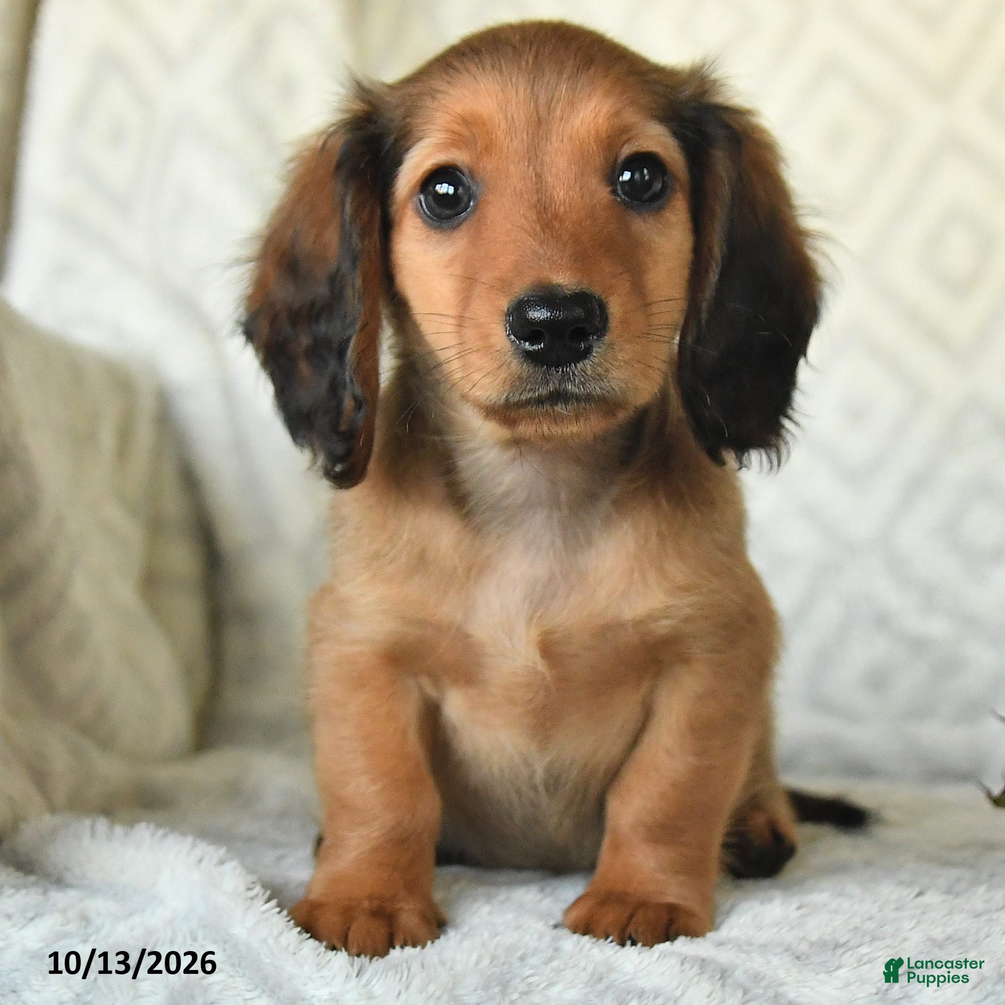 Miniature Dachshund dogs Dutch - Ad 2