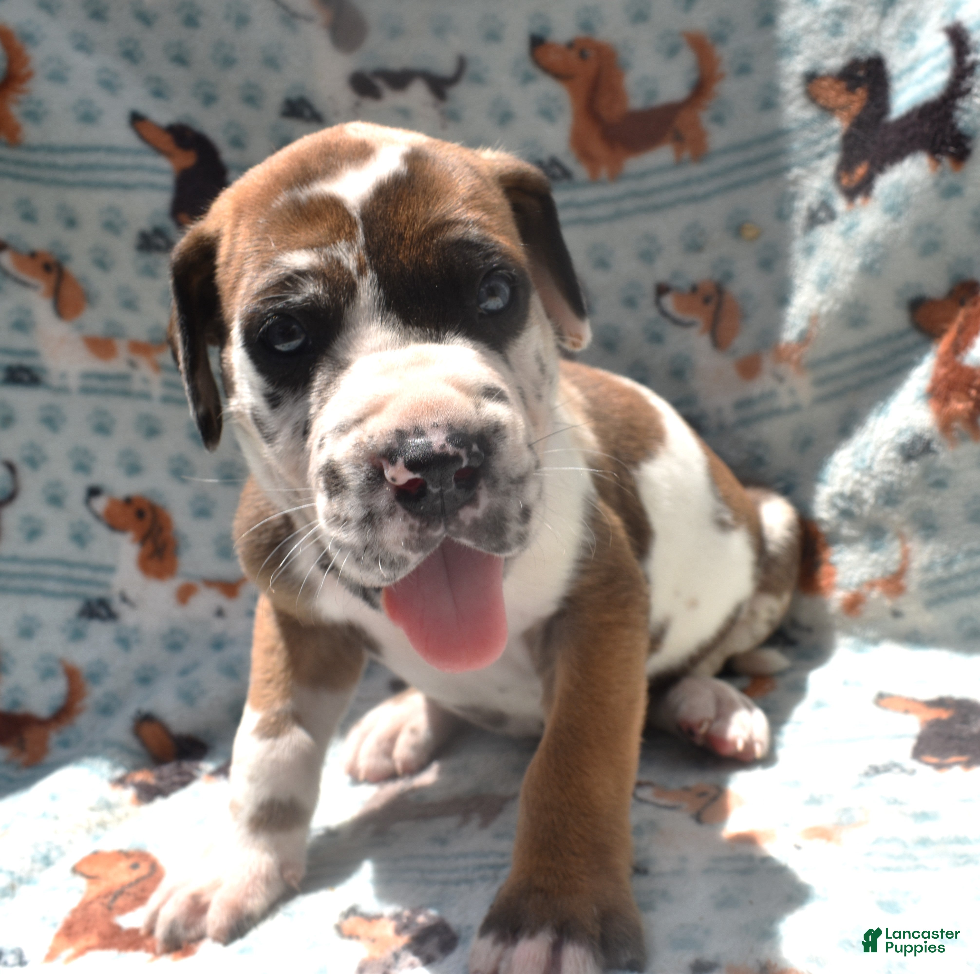Great Dane dogs Great Dane - Purple Collar - Fawnequin - Ad 1