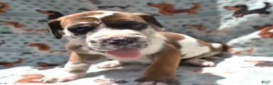 Great Dane - Purple Collar - Fawnequin