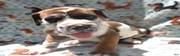 Great Dane dogs for sale: Great Dane - Purple Collar - Fawnequin - Ad 1
