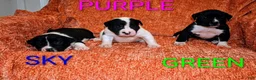 Presa Canario dogs for sale: Mr Neon  - Ad 77