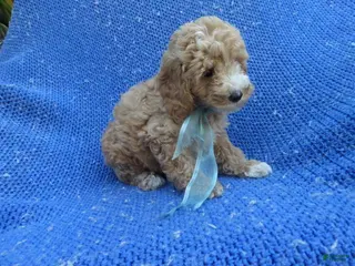 Toy Poodle dogs Benito - Ad 13