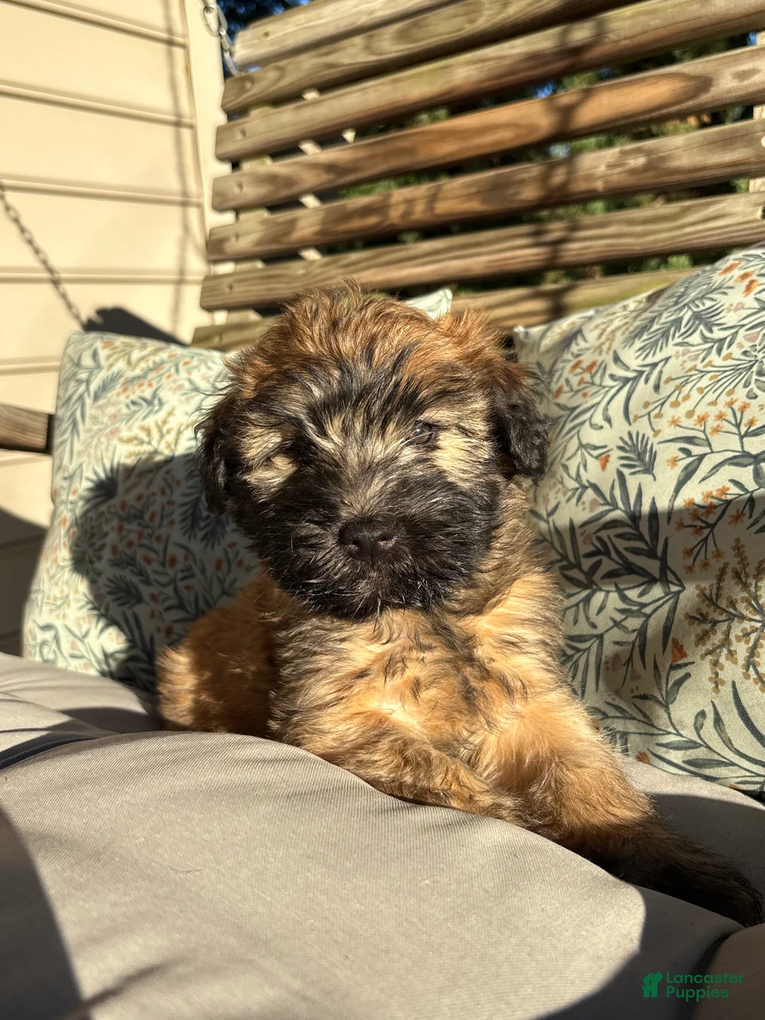 Soft Coated Wheaten Terrier dogs for sale: Cinnamon  - Ad 2