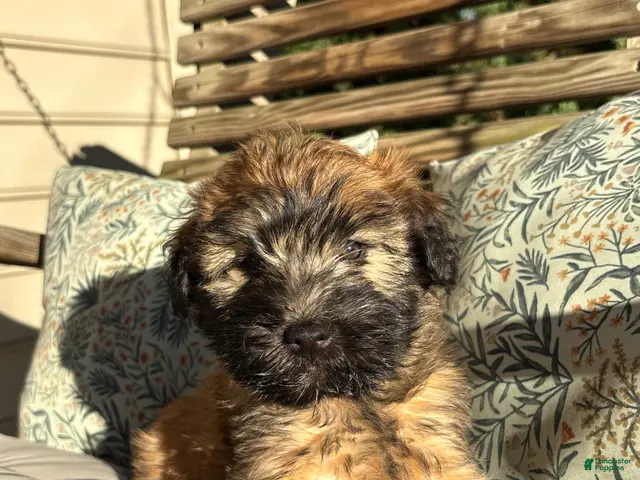 Soft Coated Wheaten Terrier dogs Cinnamon - Ad 2