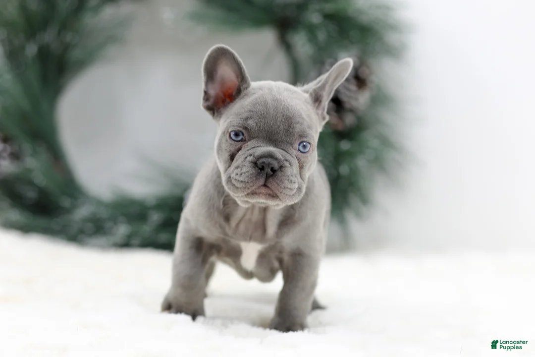 French Bulldog dogs for sale: Kaden - Ad 4