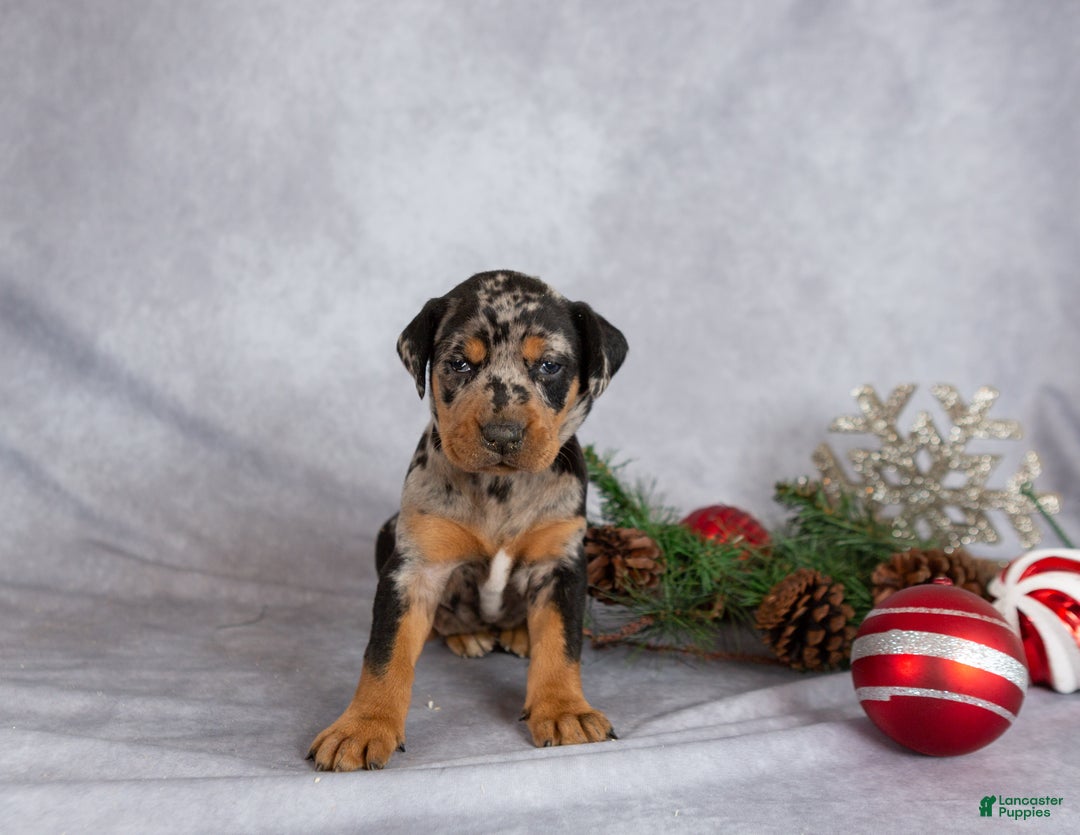 Mixed Breed dogs for sale: Merry - Ad 3